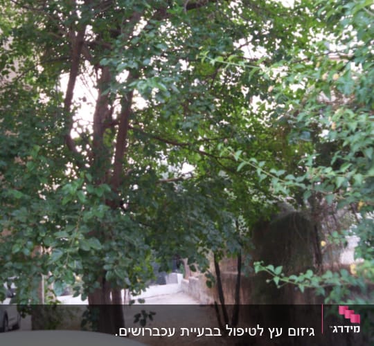לפני